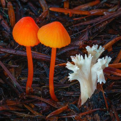 fungi-macro-photography-alison-pollack-10.jpg