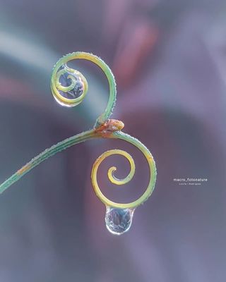 macro-photography-droplets-luci-rodriguez-05.jpg